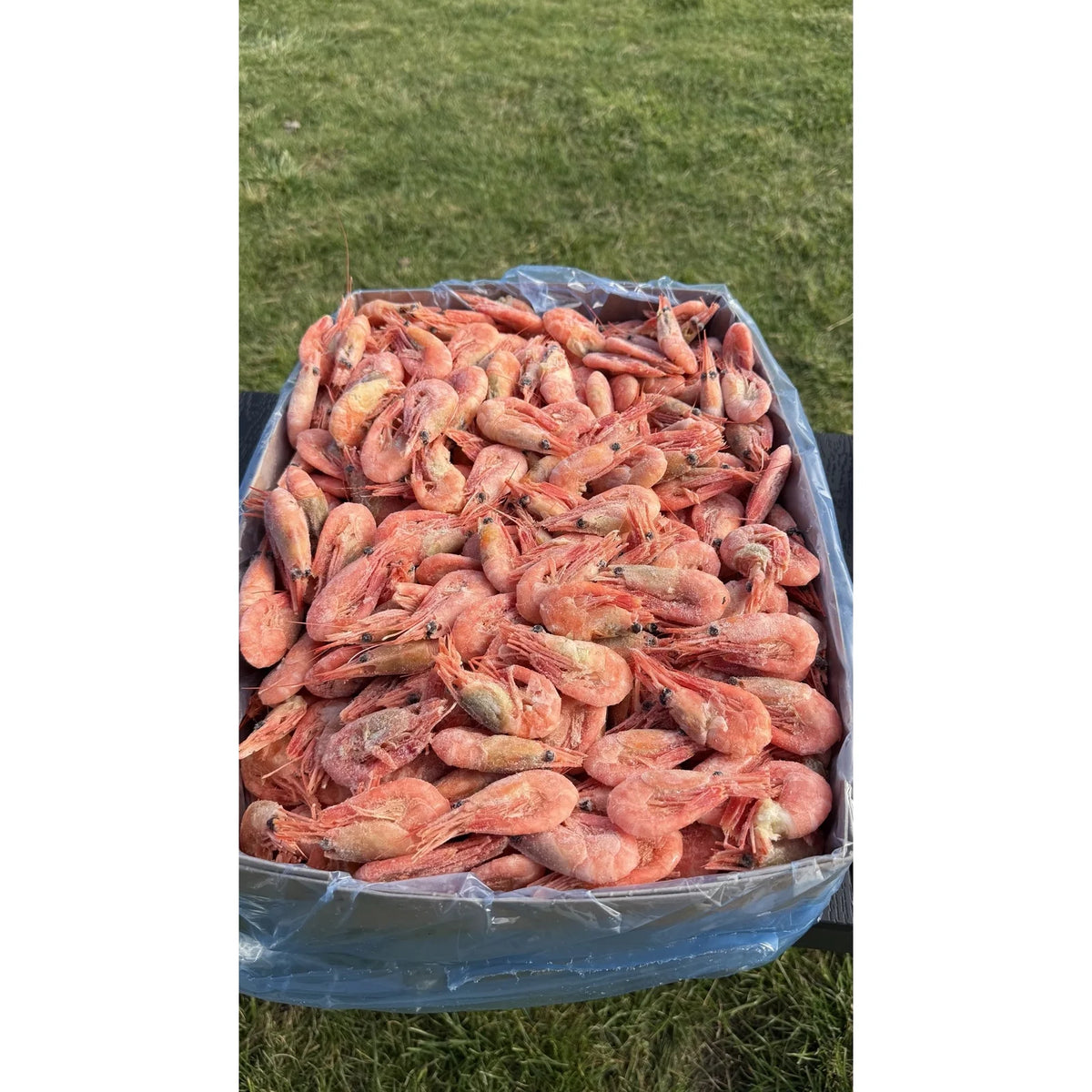 Gotowane krewetki 90-120 w pudełku na trawie, pełne opakowanie 5 kg